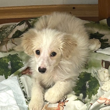 Собаки в добрые руки - Рио - 3