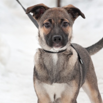 Собаки в добрые руки - Ванесса - 1