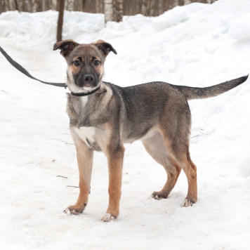 Собаки в добрые руки - Ванесса - 2