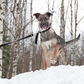 Собаки в добрые руки - Ванесса - 3
