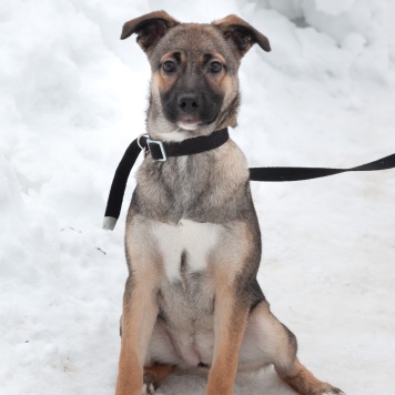 Собаки в добрые руки - Ванесса - 4