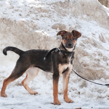 Собаки в добрые руки - Ивонна - 1