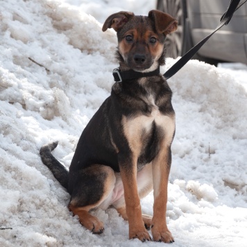 Собаки в добрые руки - Ивонна - 2