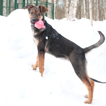 Собаки в добрые руки - Ивонна - 3