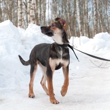 Собаки в добрые руки - Ивонна - 4