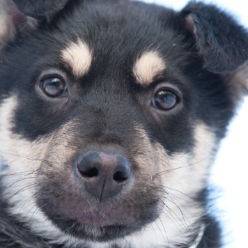 Собаки в добрые руки - Ливерпулькин
