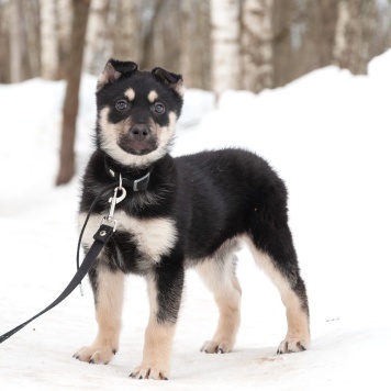 Собаки в добрые руки - Ливерпулькин - 1