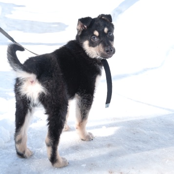 Собаки в добрые руки - Ливерпулькин - 2