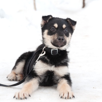 Собаки в добрые руки - Ливерпулькин - 3