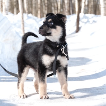 Собаки в добрые руки - Ливерпулькин - 4