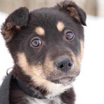 Собаки в добрые руки - Марсель
