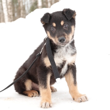 Собаки в добрые руки - Марсель - 1