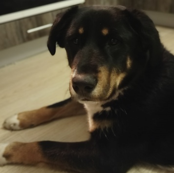 Собаки в добрые руки - Марсель