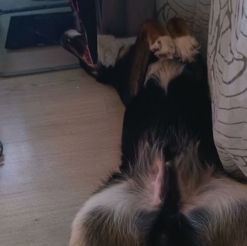 Собаки в добрые руки - Марсель - 1