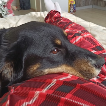 Собаки в добрые руки - Марсель - 2