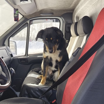 Собаки в добрые руки - Марсель - 3