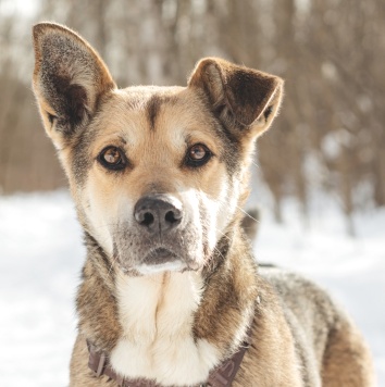 Собаки в добрые руки - Джус