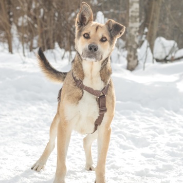 Собаки в добрые руки - Джус - 2