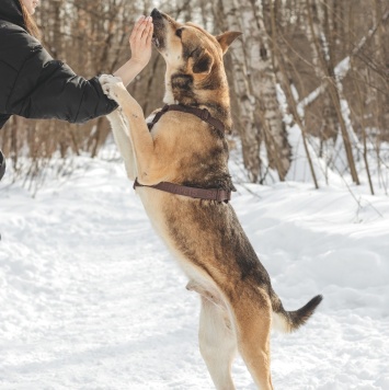 Собаки в добрые руки - Джус - 3