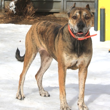 Собаки в добрые руки - Алана