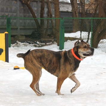 Собаки в добрые руки - Алана - 1