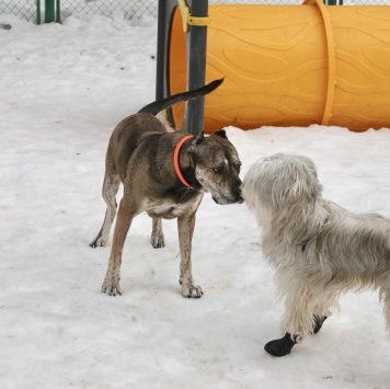 Собаки в добрые руки - Алана - 2