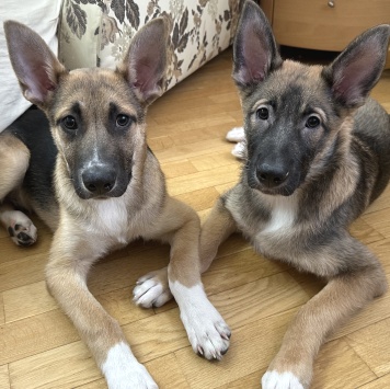 Бумер и Рем - Собаки в добрые руки