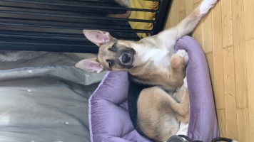 Собаки в добрые руки - Бумер и Рем - 1