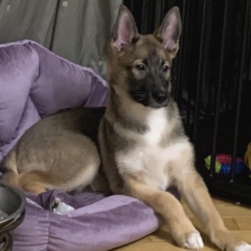 Собаки в добрые руки - Бумер и Рем - 2