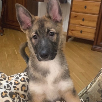 Собаки в добрые руки - Бумер и Рем - 3