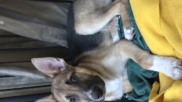 Собаки в добрые руки - Бумер и Рем - 4