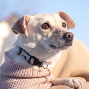 Собаки в добрые руки - Луна