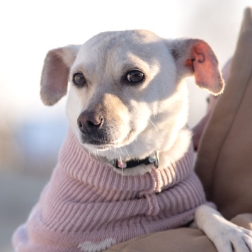 Собаки в добрые руки - Луна - 1