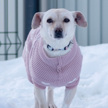 Собаки в добрые руки - Луна - 2