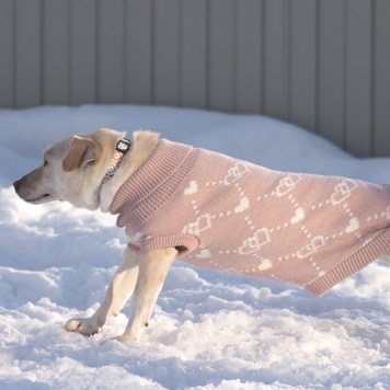 Собаки в добрые руки - Луна - 3