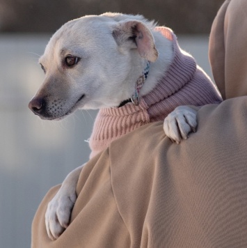 Собаки в добрые руки - Луна - 4