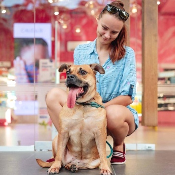 Собаки в добрые руки - Джуди - 1