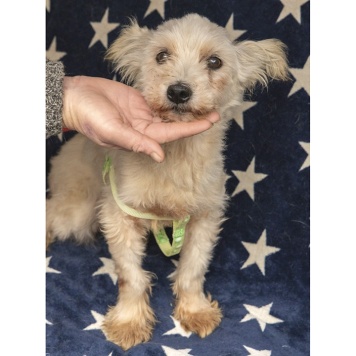 Собаки в добрые руки - Стеша