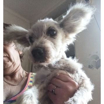 Собаки в добрые руки - Стеша - 1