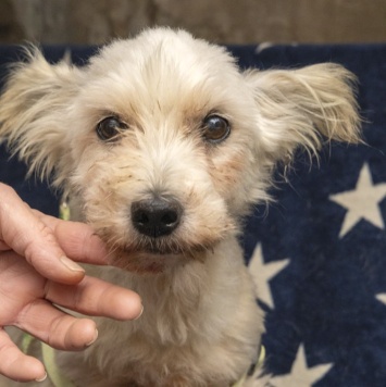 Собаки в добрые руки - Стеша - 2