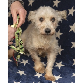 Собаки в добрые руки - Стеша - 3