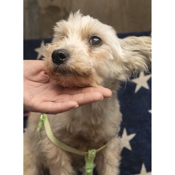 Собаки в добрые руки - Стеша - 4