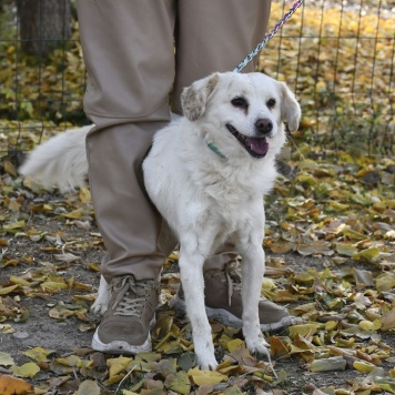Собаки в добрые руки - Лизонька