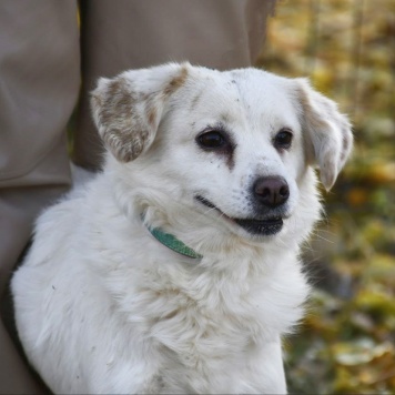 Собаки в добрые руки - Лизонька - 1