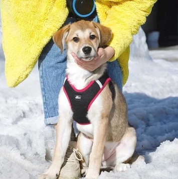 Собаки в добрые руки - Лилу