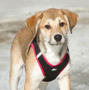 Собаки в добрые руки - Лилу - 1