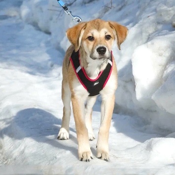 Собаки в добрые руки - Лилу - 2