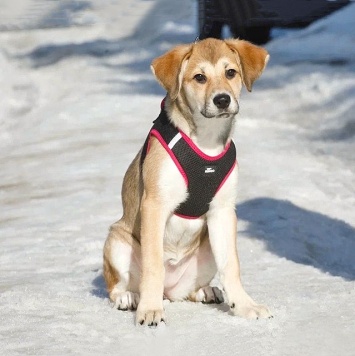 Собаки в добрые руки - Лилу - 3