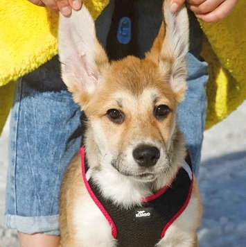 Собаки в добрые руки - Лилу - 4