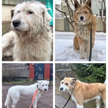 Собаки в добрые руки - Беляш и Рыжуля